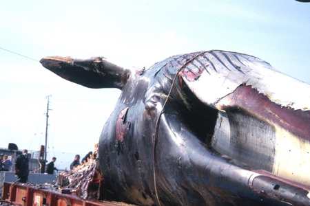 Comment sauver la baleine cabossée de Méditerranée
