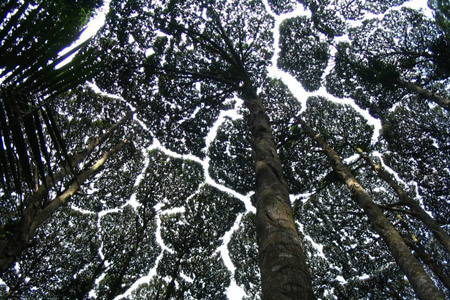 Observez la timidité des cimes, ce mystérieux comportement des arbres
