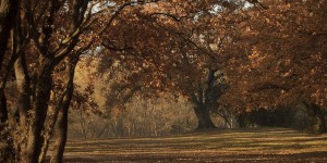 « La vie secrète des arbres », le best-seller d'un garde forestier allemand