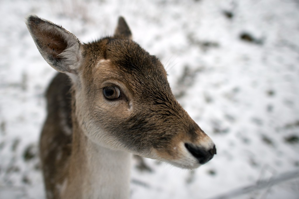 Bambi menacé par le réchauffement climatique