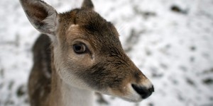 Bambi menacé par le réchauffement climatique