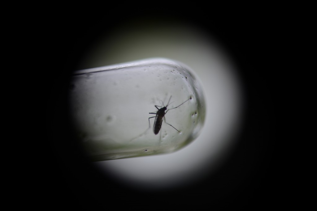 Le Brésil va lâcher des millions de moustiques OGM contre la dengue