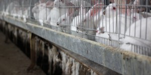 Les lapins en cage : un élevage « choquant » qui reste méconnu