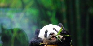 Les pandas géants sont-ils vraiment en augmentation en Chine ?