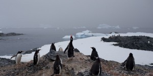 Hoax : non, il ne fait pas plus chaud en Antarctique qu’à Nice