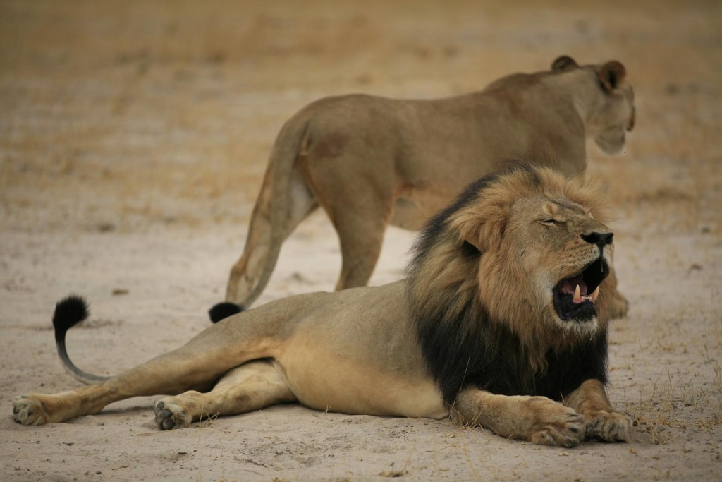Derrière Cecil le lion, l’épineuse question de la chasse au trophée