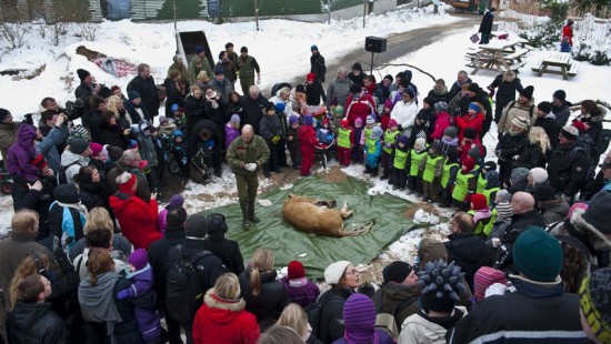 Un zoo danois invite les enfants à la dissection d’une lionne