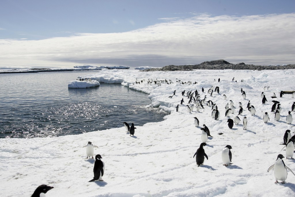 Non, 150 000 manchots ne sont pas morts en Antarctique à cause d’un iceberg