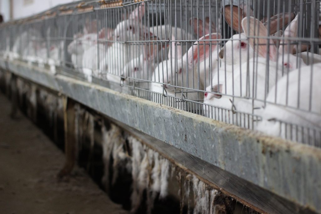 Le Parlement européen se prononce pour la fin des lapins en cage