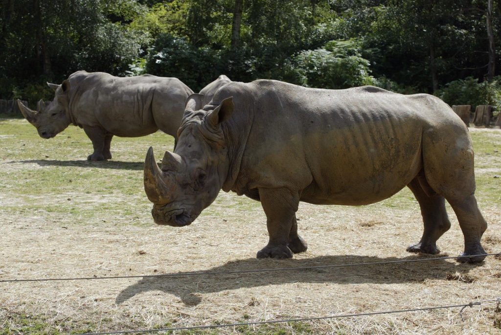 Un rhinocéros abattu au zoo de Thoiry, sa corne tronçonnée