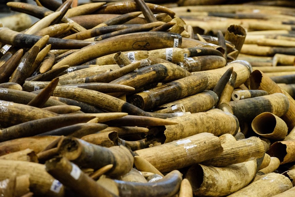 La lutte contre le trafic d’ivoire a une nouvelle arme