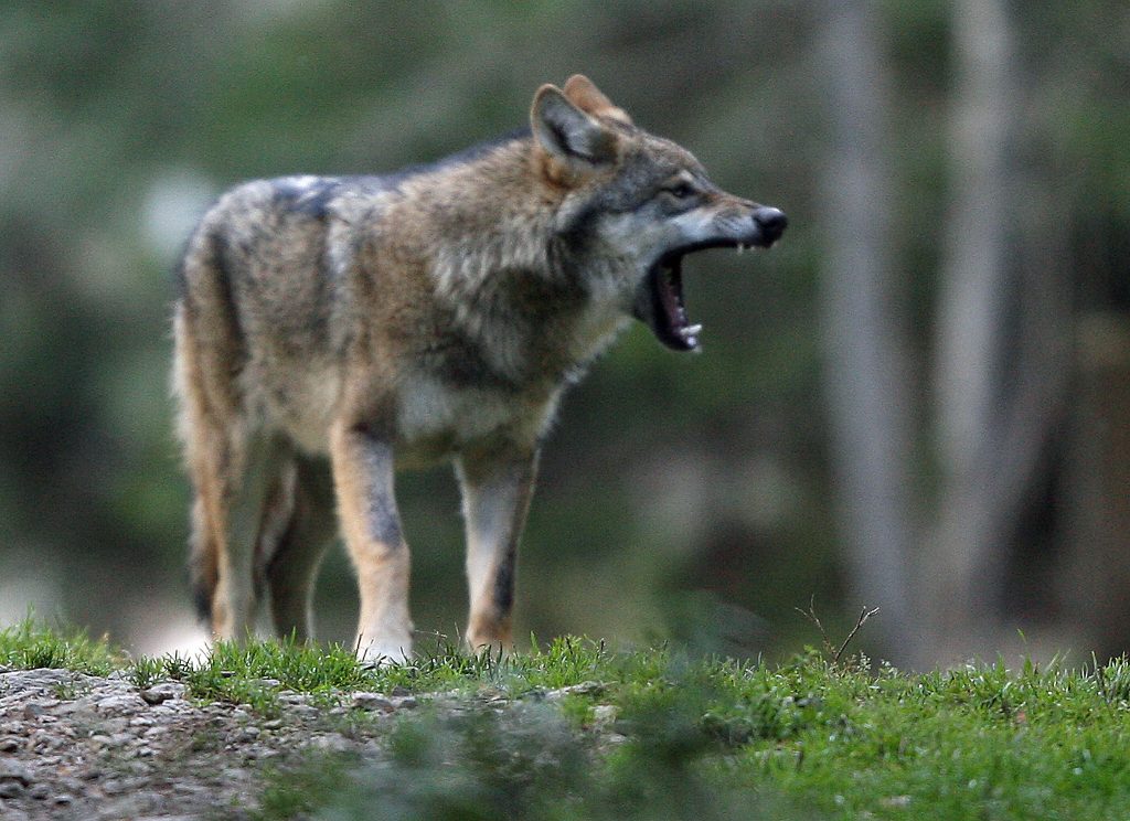 Non, les loups « hybrides » ne sont pas nombreux en France