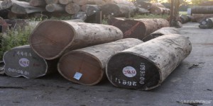 Le bois illégal circule en Europe