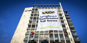 Greenpeace souhaite défendre l’interdiction des insecticides tueurs d’abeilles devant la Cour de justice européenne