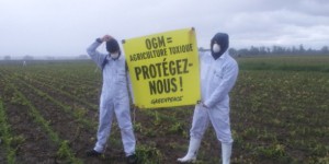 Action : du maïs OGM MON810 planté en France !