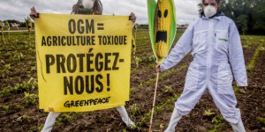 OGM : destruction de champs illégaux