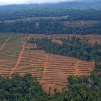 Le Liberia, improbable précurseur de la lutte contre la déforestation