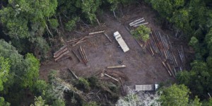 Amazonie : sur la piste du bois illégal