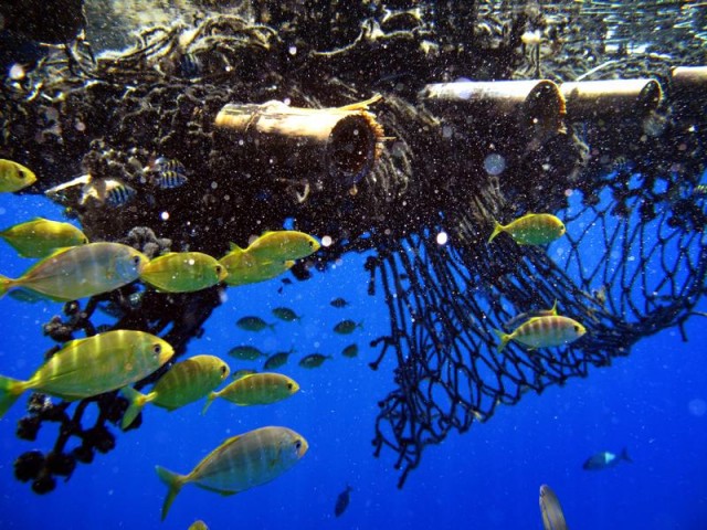 Thon : le naufrage des dispositifs de concentration de poissons