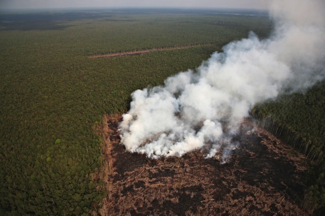 Les forêts : trois impacts majeurs sur le climat