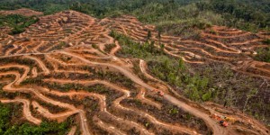 Huile de palme : des entreprises un peu plus respectueuses des forêts
