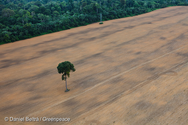 10 ans de moratoire sur le soja : retour sur une victoire pour l’Amazonie