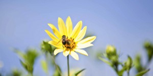 Loi biodiversité : un pas en avant pour les pollinisateurs