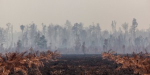 Action contre IOI, l’entreprise qui détruit la forêt tropicale en Indonésie
