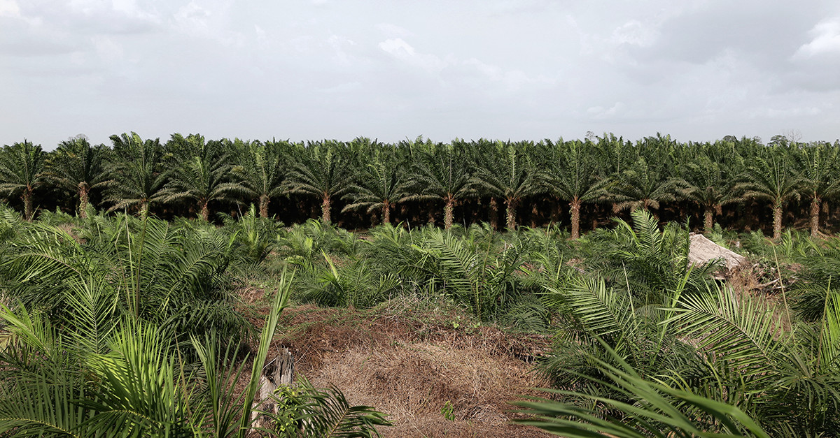 Au Cameroun, mettons un terme à la plantation de palmiers à huile de la SGSOC !