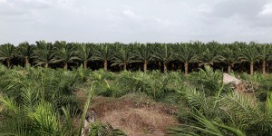 Au Cameroun, mettons un terme à la plantation de palmiers à huile de la SGSOC !