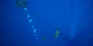 CITES : un pas en avant pour la protection des requins