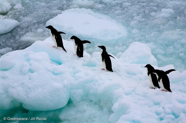 Victoire ! La plus vaste réserve marine du monde est créée au large de l’Antarctique