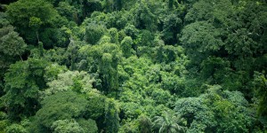 Une victoire pour les forêts africaines : la Socfin s’engage enfin sur le Zéro Déforestation !