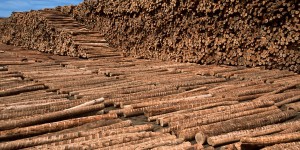Spécial Cash Investigation : les forêts menacées par une razzia sur le bois
