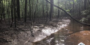 Voyage en eaux troubles : les projets de Total et BP menacent aussi la mangrove amazonienne