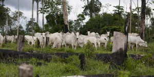 Brésil : Greenpeace suspend ses négociations avec le géant du bétail JBS