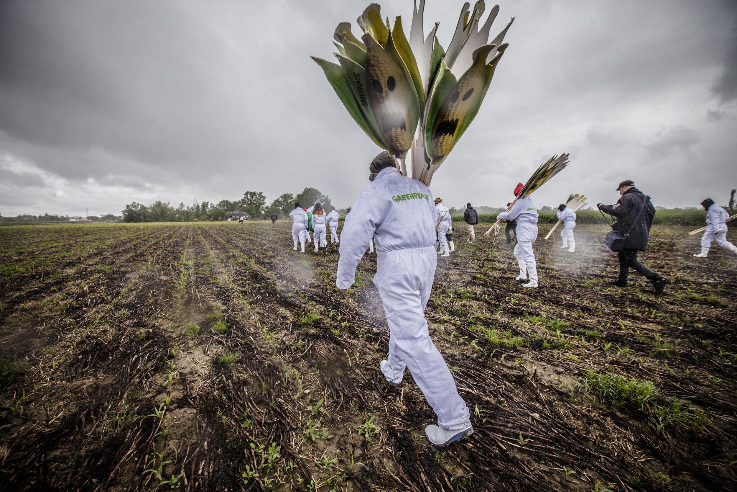 Nouveau OGM : nous maintenons notre démission du HCB