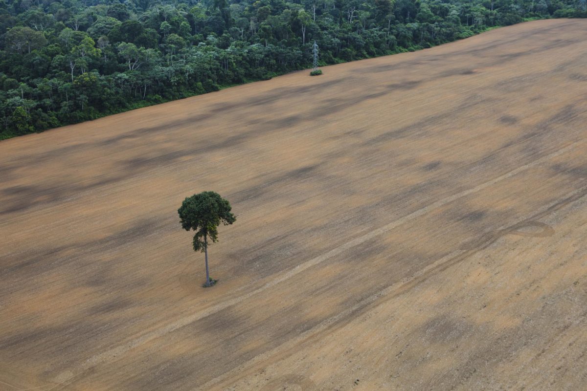Déforestation importée : la France doit prendre ses responsabilités !