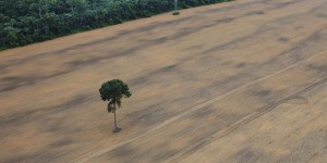 Déforestation importée : la France doit prendre ses responsabilités !