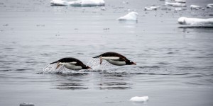Journée mondiale des manchots : les stars de l’Antarctique