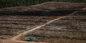 Déforestation : les internautes demandent au gouvernement de protéger les forêts