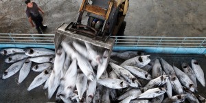 Taïwan : du travail forcé dans la pêche industrielle