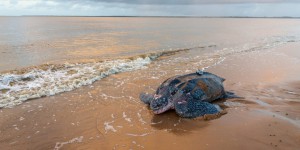 Déclin des tortues : symptôme du mal être des océans