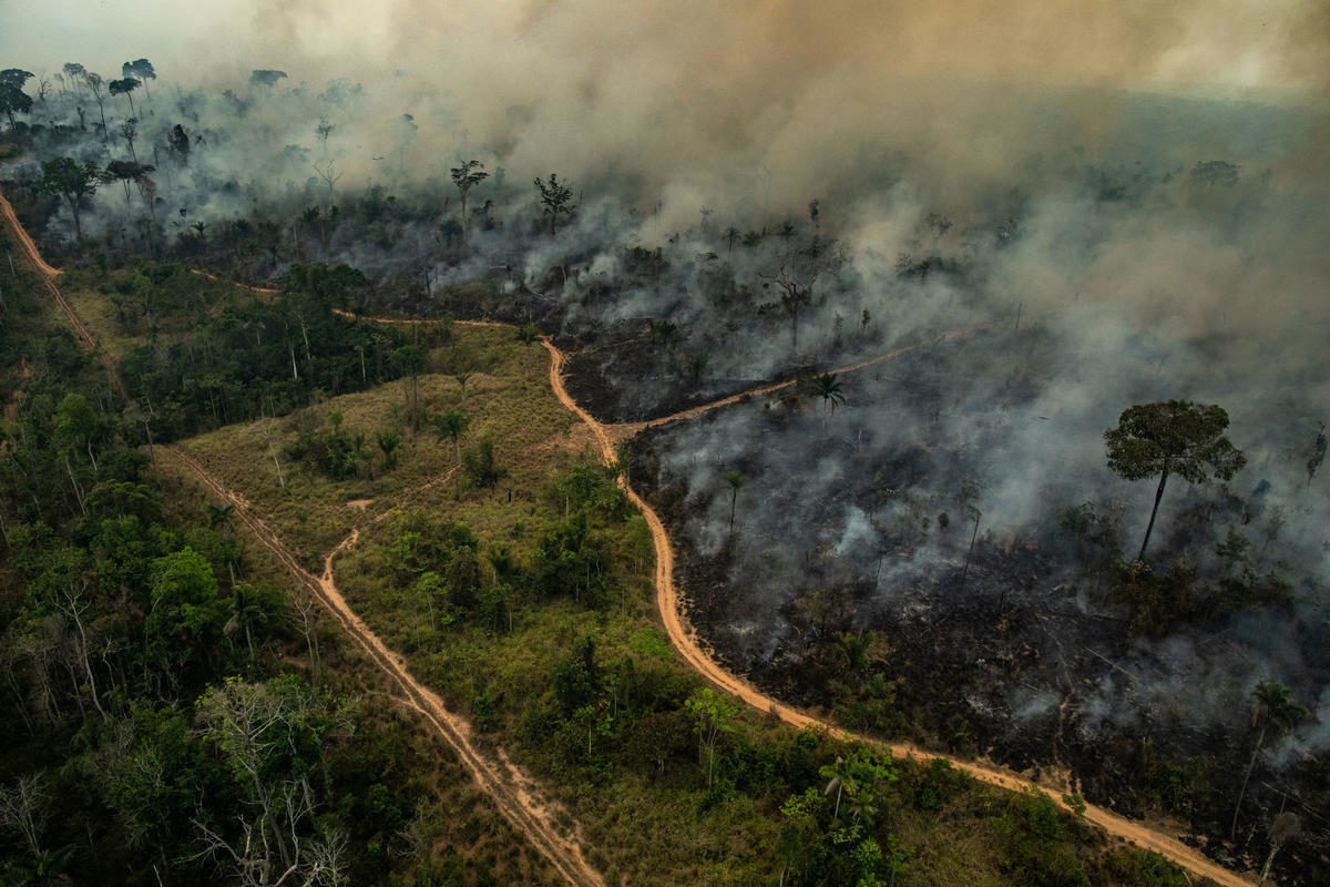 Amazonie : nos poumons brûlent.