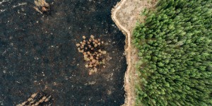 5 choses à savoir sur les forêts européennes