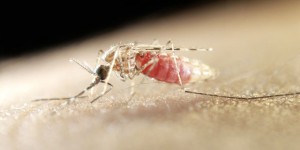 Le paludisme confère une odeur alléchante