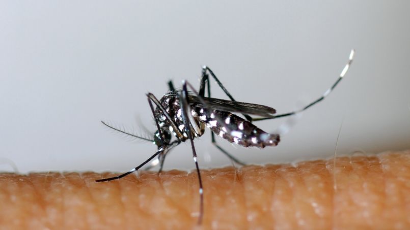 Var : un premier cas de dengue contracté en métropole