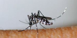 Var : un premier cas de dengue contracté en métropole
