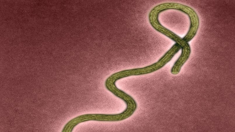 Ebola : portrait d'un virus tueur