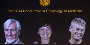 Nobel : la découverte de notre « GPS cérébral » récompensée